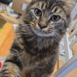 Picture of cat lost at Le Longeron