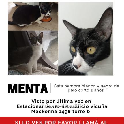 Photo 1/1 Menta Chat lost in Concepcion