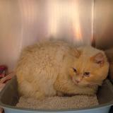 Picture of cat found at Perigny