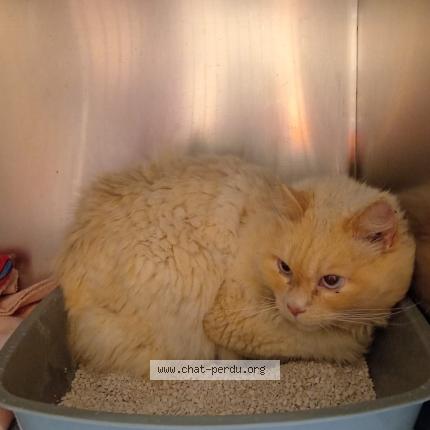 Photo 1/1 Found cat Found in Perigny