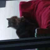 Picture of cat found at Lavaur