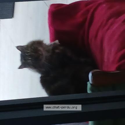 Photo 1/1 Found cat Found in Lavaur