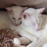 Picture of cat lost at Besancon