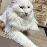 Picture of cat lost at Vendin Le Vieil