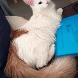 Picture of cat lost at Toulouse