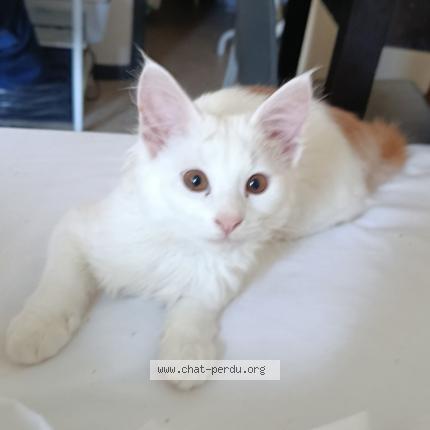 Photo 2/2 Lilo Chat lost in Toulouse