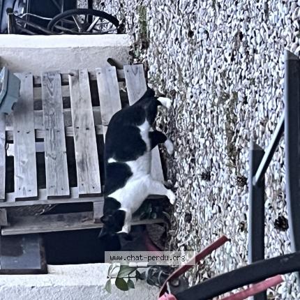 Photo 1/1 Found cat Found in Puyricard