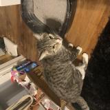 Picture of cat found at Wausau