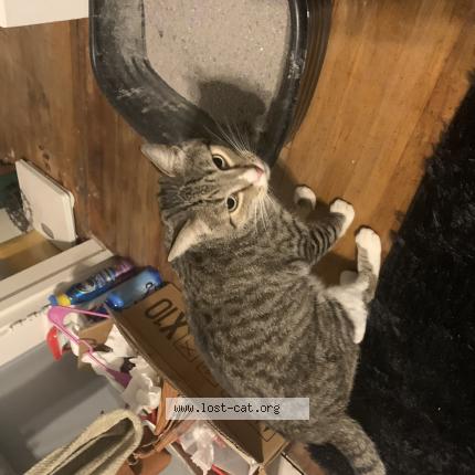 Photo 1/1 Found cat Found in Wausau