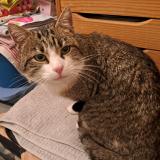 Picture of cat found at Chaix