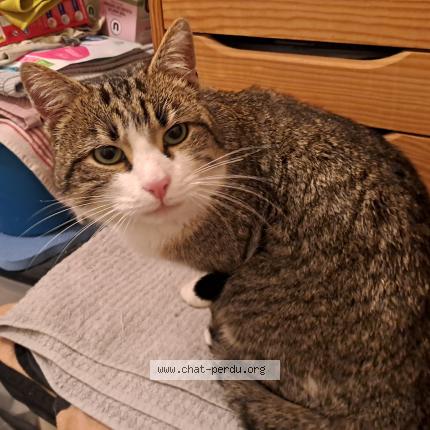 Photo 1/1 Found cat Found in Chaix