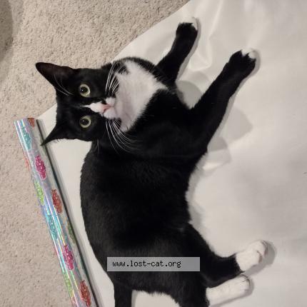 Picture of cat lost at Mckinney