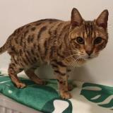 Picture of cat found at Mons