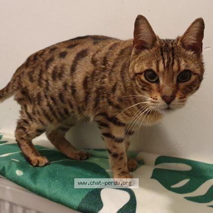 Photo 1/1 Found cat Found in Mons