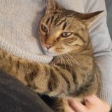 Picture of cat lost at Nangy