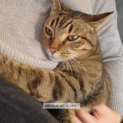 Photo 1/1 Joby Chat lost in Nangy