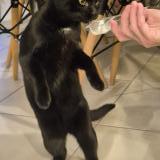 Picture of cat lost at Grenay