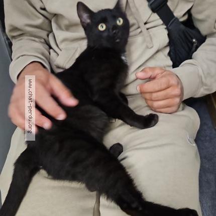 Photo 2/2 Oreo Chat lost in Grenay