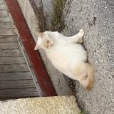 Picture of cat lost at Les Fontenelles