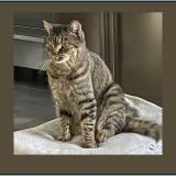 Picture of cat lost at La Milesse