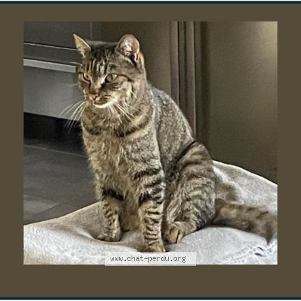 Photo 1/1 Rani Chat lost in La milesse