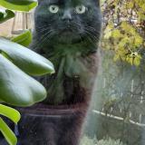 Picture of cat lost at Rillieux La Pape