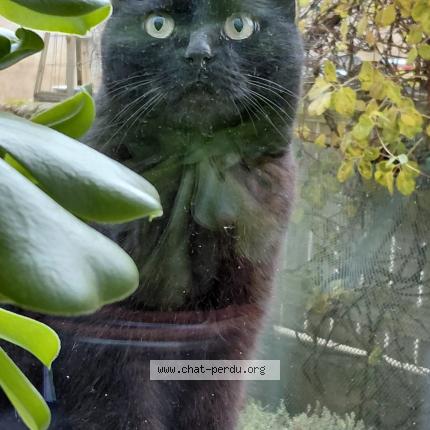 Photo 1/1 Kabuki Chat lost in Rillieux la pape