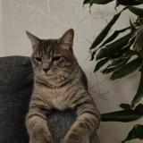 Picture of cat found at Vaires Sur Marne