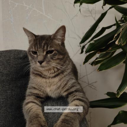 Photo 1/1 Cat reunited Found in Vaires sur marne