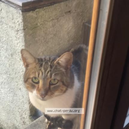 Photo 1/1 Cat reunited Found in Saint denis