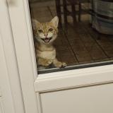 Picture of cat found at Harfleur