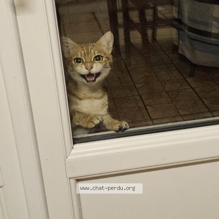 Photo 1/1 Found cat Found in Harfleur