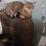 Picture of cat found at Marseille