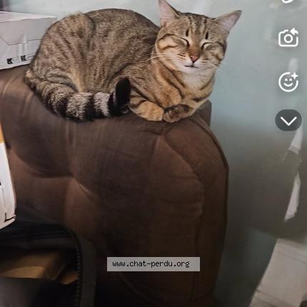 Photo 1/1 Found cat Found in Marseille