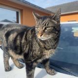 Picture of cat lost at Allaire