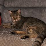 Picture of cat lost at Choiseul