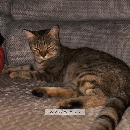 Photo 1/1 Mousse Chat lost in Choiseul