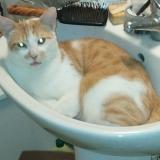 Picture of cat lost at Besancon