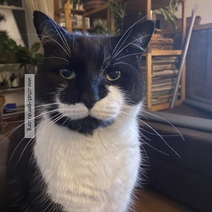 Photo 1/1 Loulou Chat lost in Montreal