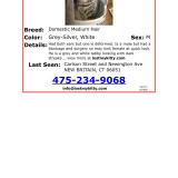 Picture of cat lost at New Britain