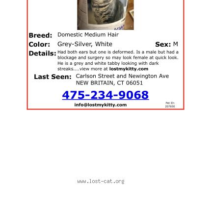 Photo 1/1 Kitty Chat lost in New britain