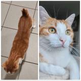 Picture of cat lost at Saint Jean De Monts