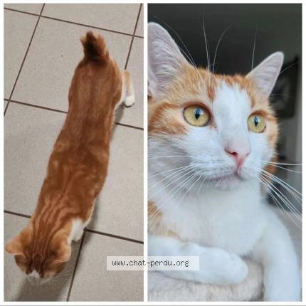 Photo 1/1 DIAVAL Chat lost in Saint jean de monts