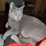 Picture of cat lost at Saintry Sur Seine