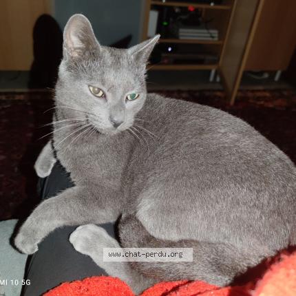 Photo 1/1 Igor Chat lost in Saintry sur seine