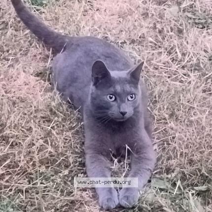 Photo 1/1 Igor Chat lost in Saintry sur seine