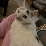 Picture of cat lost at Parigne