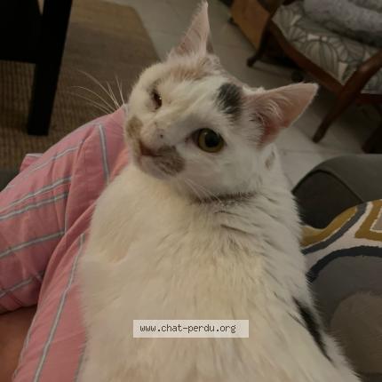 Photo 1/1 TOA Chat lost in Parigne