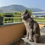 Picture of cat lost at Sierre