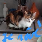 Picture of cat lost at Plougasnou